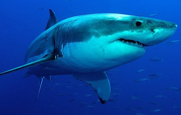 Risultati immagini per squalo bianco
