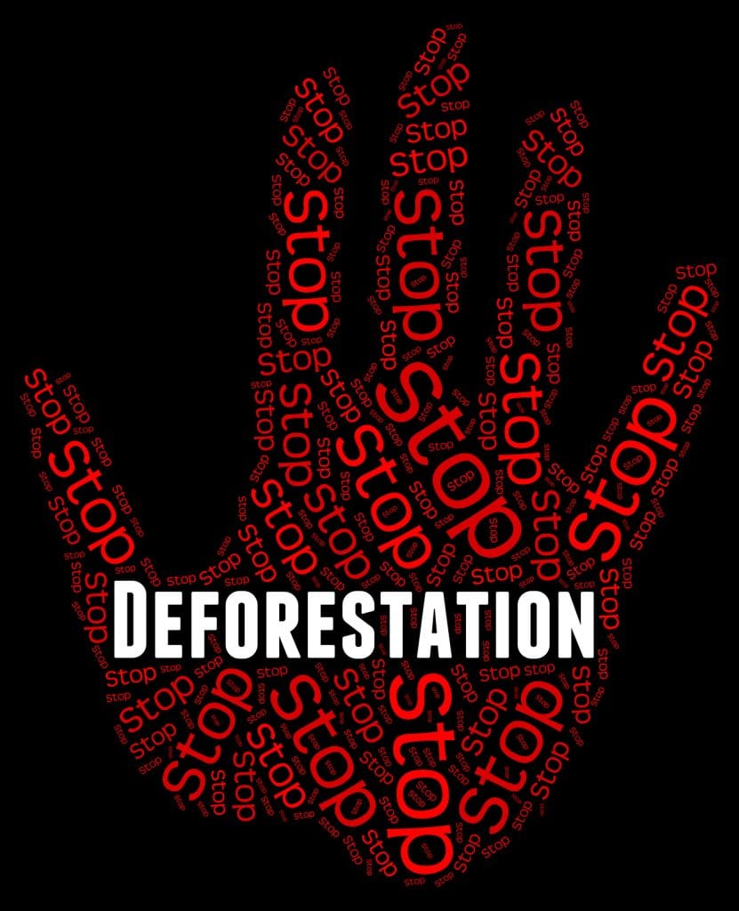 fermiamo la Deforestatione