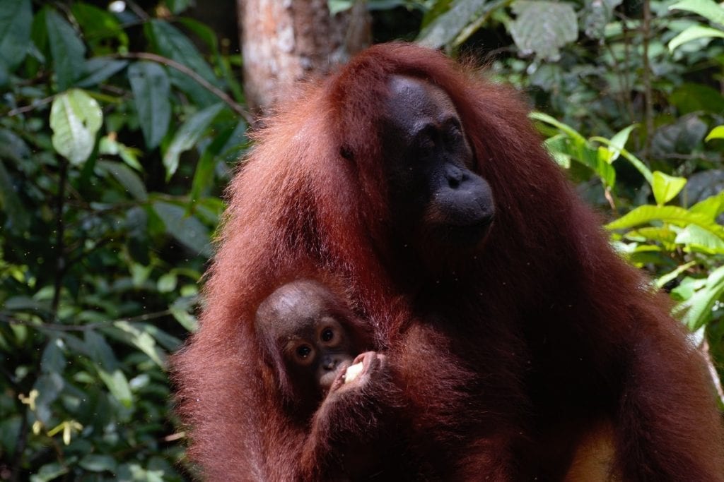Orangotango borneo indonesiano