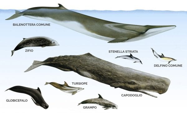 cetacei mediterraneo