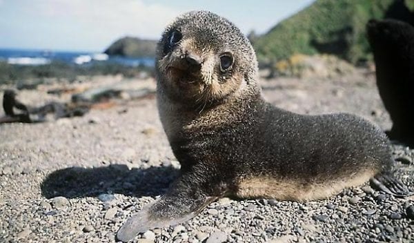 foca monaca italia