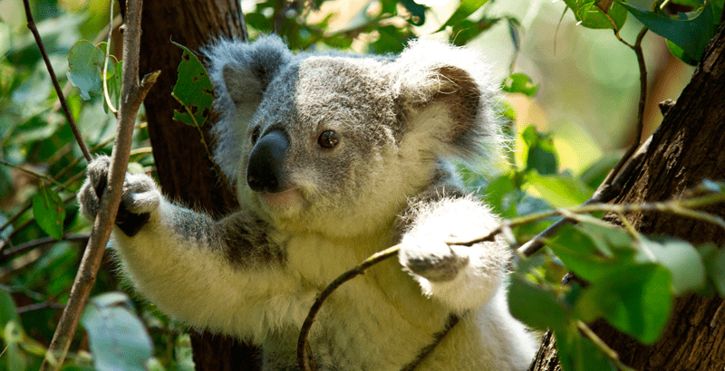dove vivono i koala