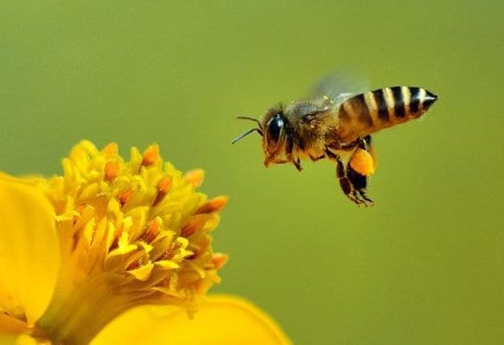 come salvare le api