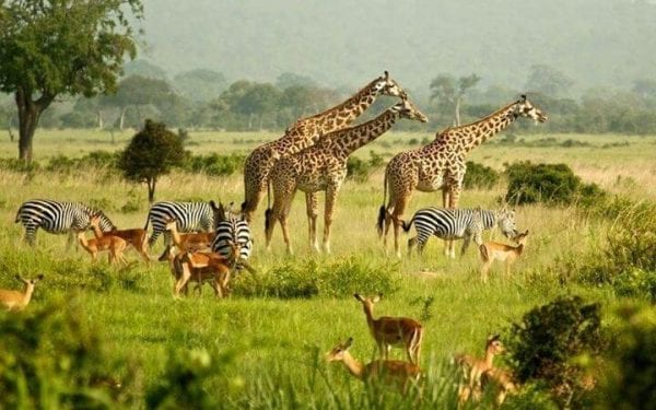safari uganda